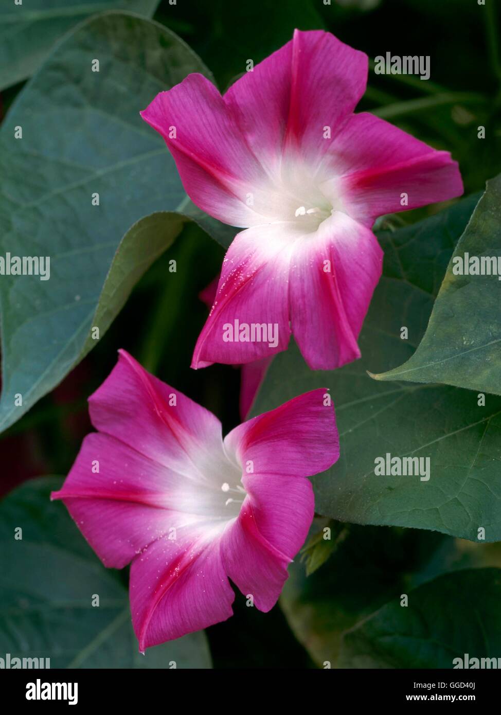 Ipomoea purpurea - `Split Personality'   ANN108790 Stock Photo